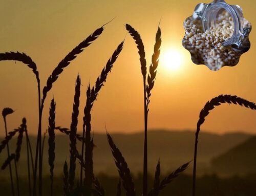 Il 𝙁𝙖𝙧𝙧𝙤 🌾
